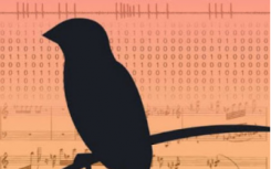 Songbird數(shù)據(jù)為學習感覺運動技能提供了新的理論