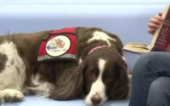 引入治療犬幫助畏懼校園的幼兒園的孩子熱情地入學(xué)