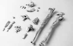 科普猿化石給幾千年前的人類勃起帶來(lái)了新的線索