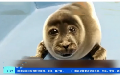 小海豹酷似大叔臉爆紅原因是