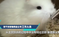 寵物店回應(yīng)為抬價剪兔耳網(wǎng)友們直呼太殘忍了