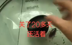 蟑螂被蓋在鍋蓋下20天網(wǎng)友你熬不過它