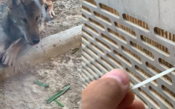 動(dòng)物園喂狼吃草游客被列入黑名單