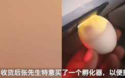 男子網(wǎng)購(gòu)孔雀蛋孵出鴨子