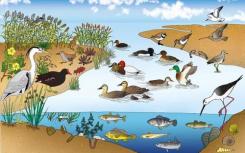 研究人員研究了消費趨勢對生物多樣性地區(qū)的影響