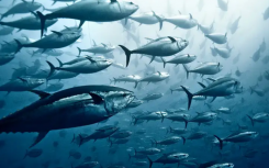 快速游泳魚機(jī)器人可以進(jìn)行水下監(jiān)視
