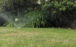 給花園和草坪澆水的正確方法