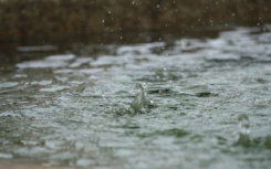 2020年6月三大洋對破紀(jì)錄降雨的綜合影響