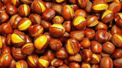 糖炒栗子用小石子來炒制是因?yàn)樾∈?？螞蟻莊園糖炒栗子11.13答案