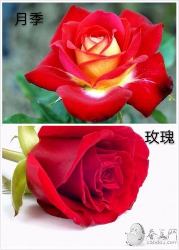 螞蟻莊園送花答案12.1:送花別弄混了葉片小而密集的是玫瑰還是月季