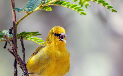 本地鳥鳴編碼競(jìng)賽獲勝者獲得10000美元獎(jiǎng)金