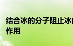 結(jié)合冰的分子阻止冰的生長(zhǎng)起到天然防凍劑的作用