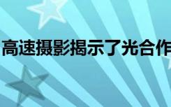 高速攝影揭示了光合作用過程中的蛋白質(zhì)變化