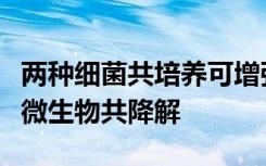兩種細(xì)菌共培養(yǎng)可增強(qiáng)雙羧酰亞胺殺真菌劑的微生物共降解