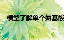 模型了解單個(gè)氨基酸如何決定蛋白質(zhì)功能