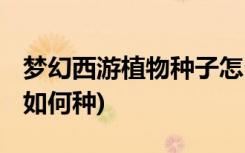 夢幻西游植物種子怎么種 (夢幻西游植物種子如何種)