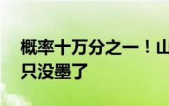 概率十萬(wàn)分之一！山東一動(dòng)物園白虎產(chǎn)4仔1只沒(méi)墨了