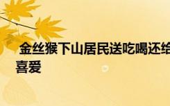  金絲猴下山居民送吃喝還給扇扇子 為什么金絲猴下山惹人喜愛