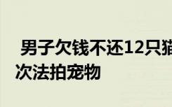  男子欠錢不還12只貓被法拍抵債:網(wǎng)拍方：首次法拍寵物