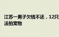 江蘇一男子欠錢不還，12只貓咪被拍賣抵債！網(wǎng)拍方：首次法拍寵物