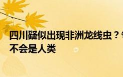 四川疑似出現(xiàn)非洲龍線蟲？專家：是普通的線蟲，寄主一般不會是人類
