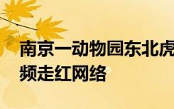 南京一動物園東北虎在水池放屁不停冒泡 視頻走紅網(wǎng)絡(luò)