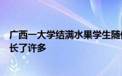 廣西一大學(xué)結(jié)滿水果學(xué)生隨便吃：沒有刻意種，機(jī)緣巧合下長(zhǎng)了許多