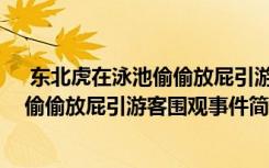  東北虎在泳池偷偷放屁引游客圍觀怎么回事 東北虎在泳池偷偷放屁引游客圍觀事件簡單介紹
