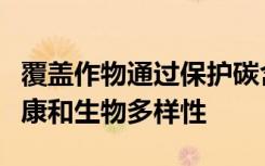 覆蓋作物通過保護碳含量幫助農民維持土壤健康和生物多樣性