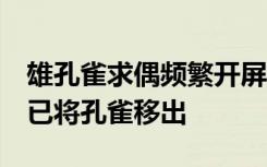 雄孔雀求偶頻繁開屏被長臂猿拔毛，動物園：已將孔雀移出