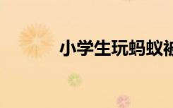 小學(xué)生玩螞蟻被咬傷 醫(yī)生提醒