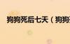 狗狗死后七天（狗狗死后7天靈魂在哪里）