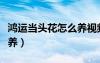 鴻運(yùn)當(dāng)頭花怎么養(yǎng)視頻教程（鴻運(yùn)當(dāng)頭花怎么養(yǎng)）