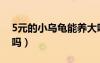 5元的小烏龜能養(yǎng)大嗎（5元的小烏龜能養(yǎng)活嗎）
