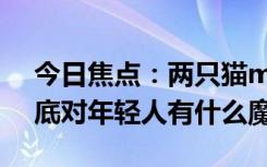 今日焦點(diǎn)：兩只貓meme視頻全網(wǎng)爆火！到底對(duì)年輕人有什么魔力