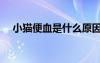 小貓便血是什么原因（便血是什么原因）