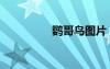 鸚哥鳥(niǎo)圖片（鸚哥愛(ài)拍）