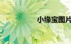 小緣寶圖片（小緣寶）