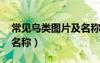 常見(jiàn)鳥類圖片及名稱 百科（常見(jiàn)鳥類圖片及名稱）
