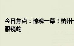 今日焦點(diǎn)：驚魂一幕！杭州一阿姨聽到敲門聲 開門一看是條眼鏡蛇