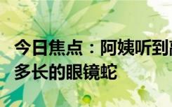 今日焦點(diǎn)：阿姨聽到敲門聲 開門一看是條1米多長(zhǎng)的眼鏡蛇