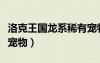 洛克王國龍系稀有寵物（洛克王國變異的龍系寵物）
