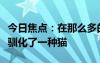 今日焦點(diǎn)：在那么多的貓科動(dòng)物中為啥祖先只馴化了一種貓
