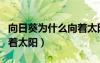 向日葵為什么向著太陽轉動（向日葵為什么向著太陽）