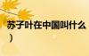 蘇子葉在中國叫什么（蘇子葉我們中國叫什么）