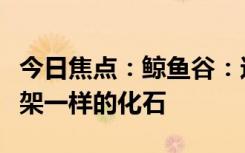 今日焦點：鯨魚谷：這里有好多像是中國龍骨架一樣的化石