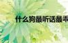 什么狗最聽話最乖（什么狗最聽話）