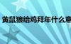 黃鼠狼給雞拜年什么意思（黃鼠狼給雞拜年）