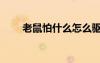 老鼠怕什么怎么驅(qū)趕（老鼠怕什么）