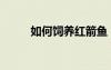 如何飼養(yǎng)紅箭魚（紅箭魚怎么養(yǎng)）